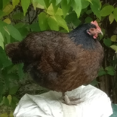 @depereo@mastodon.social